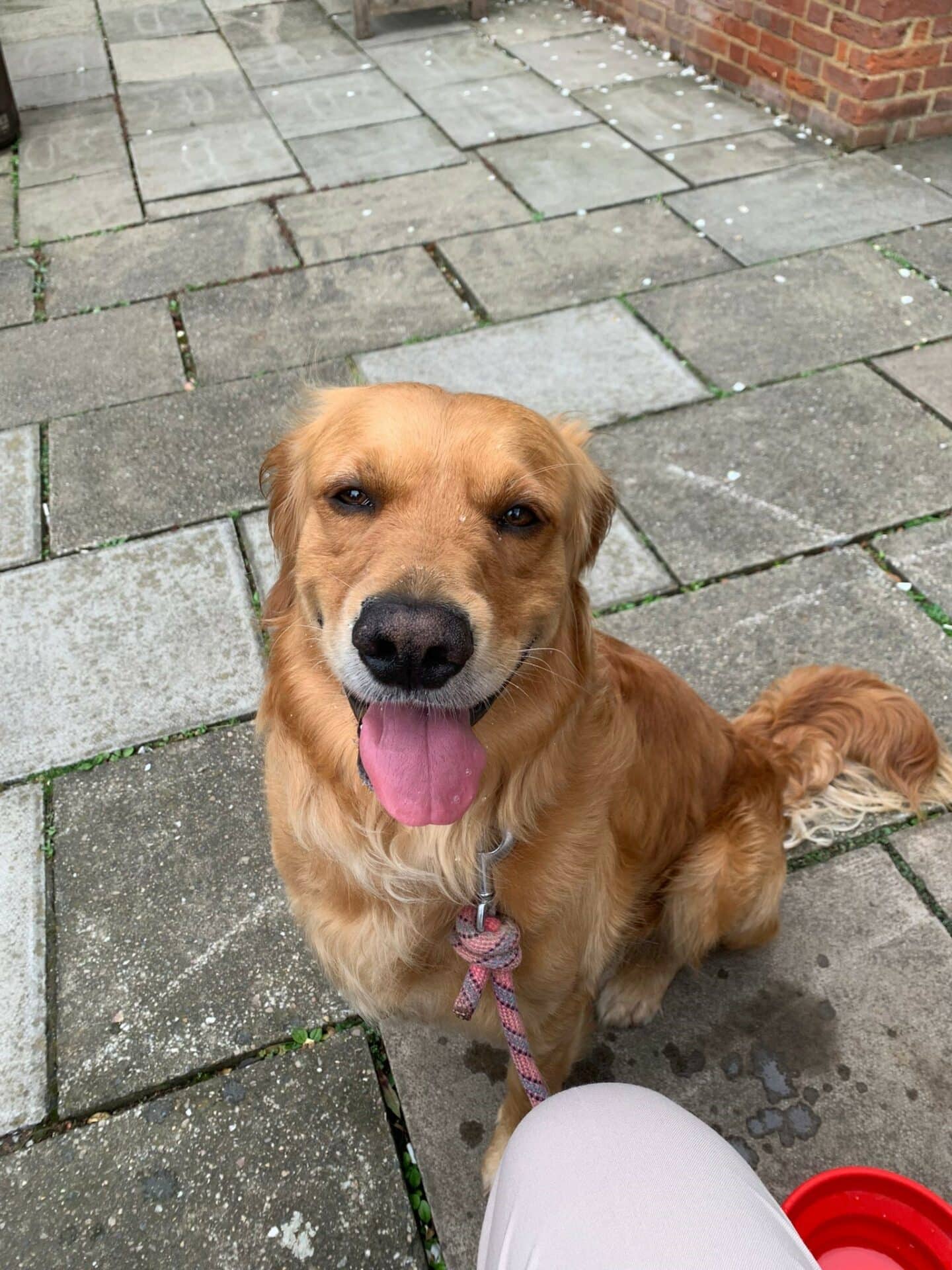 A golden retriever sitting on a stone pavement