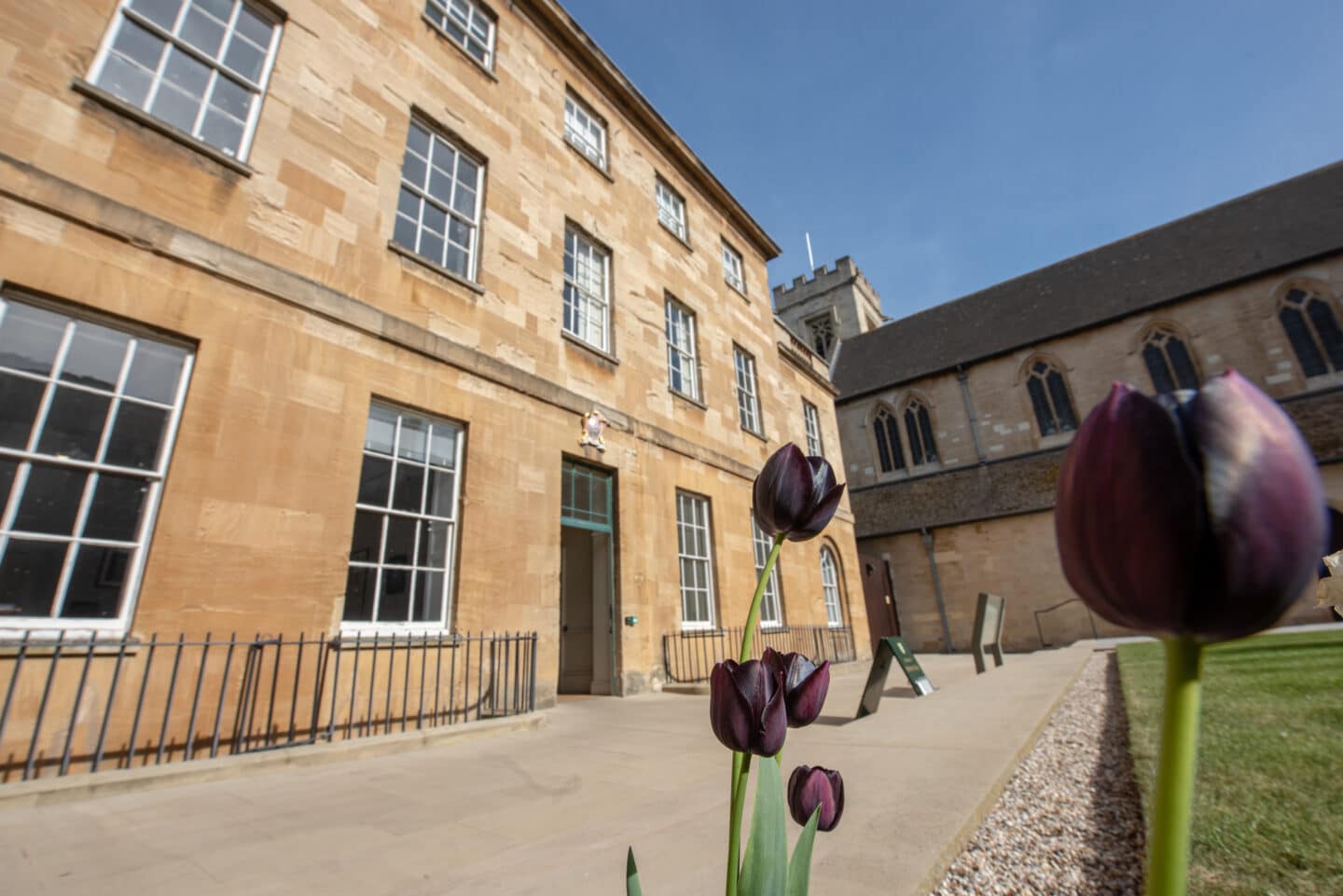 Purple tulips with Linton Quad in the background