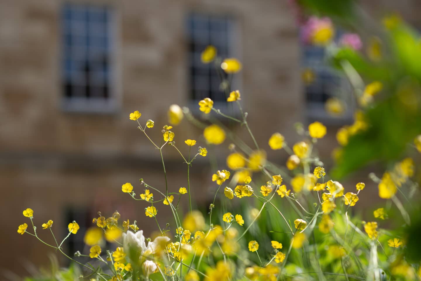 Buttercups in front of a building