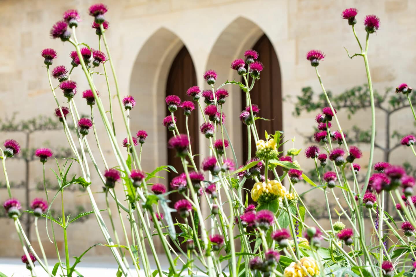 pink flowers