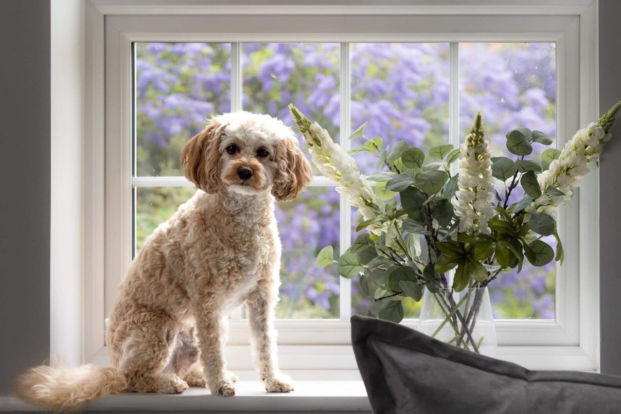 A Cavapoochon standing in a window by a vase of flowers