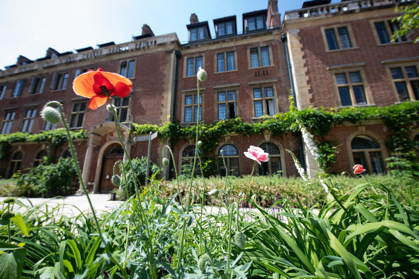 Brick buildings in the sunshine with flowers in the foreground