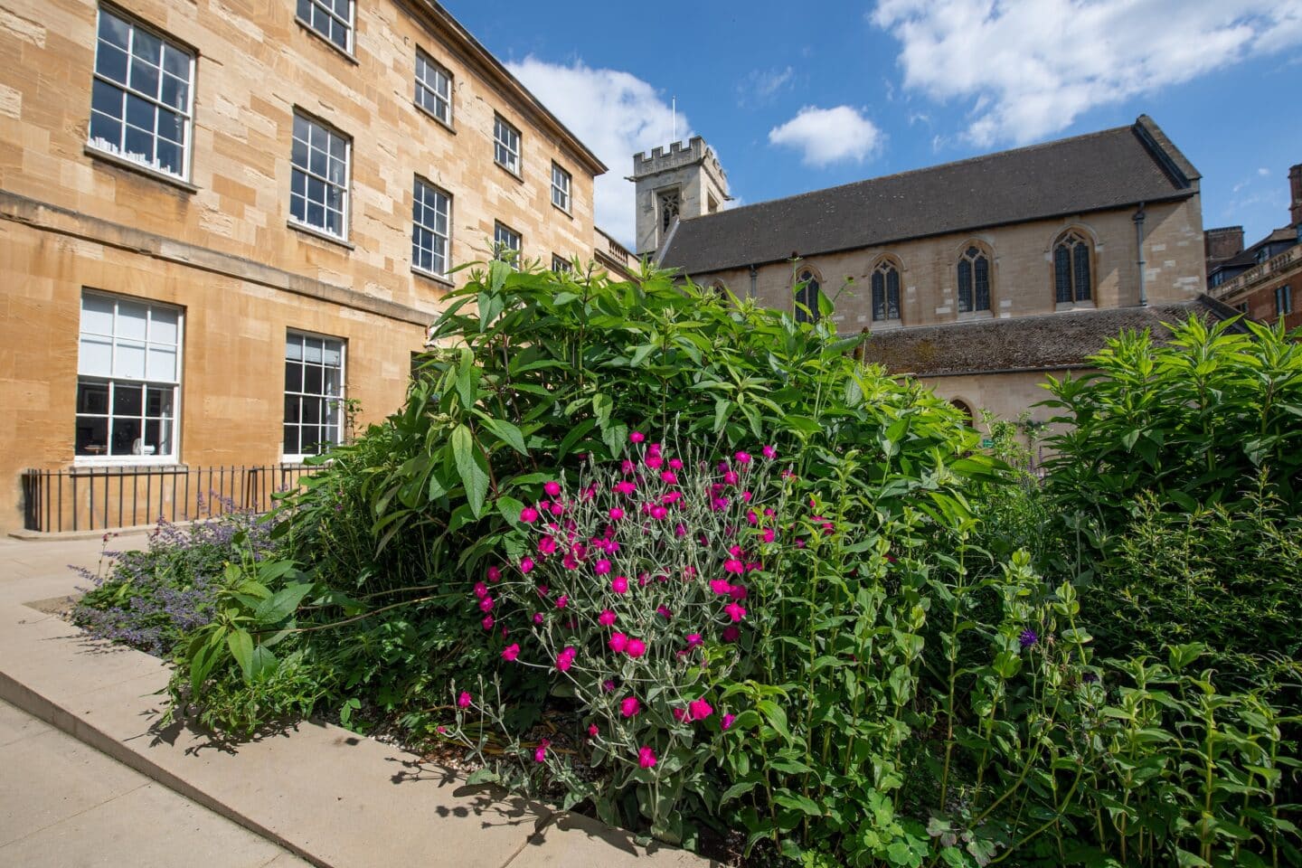 A garden with pink and purple flowers