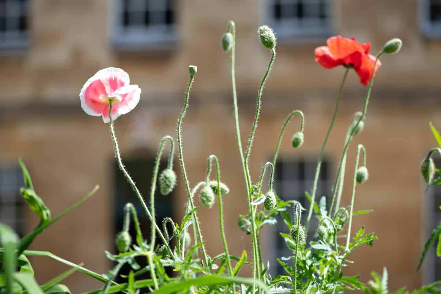 detail of poppies in a garden