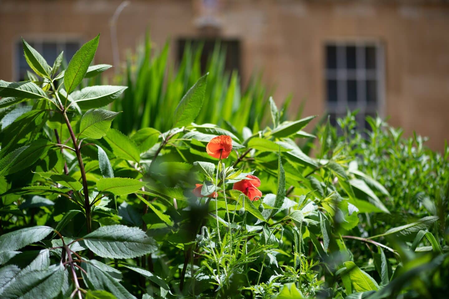 a garden with red poppies